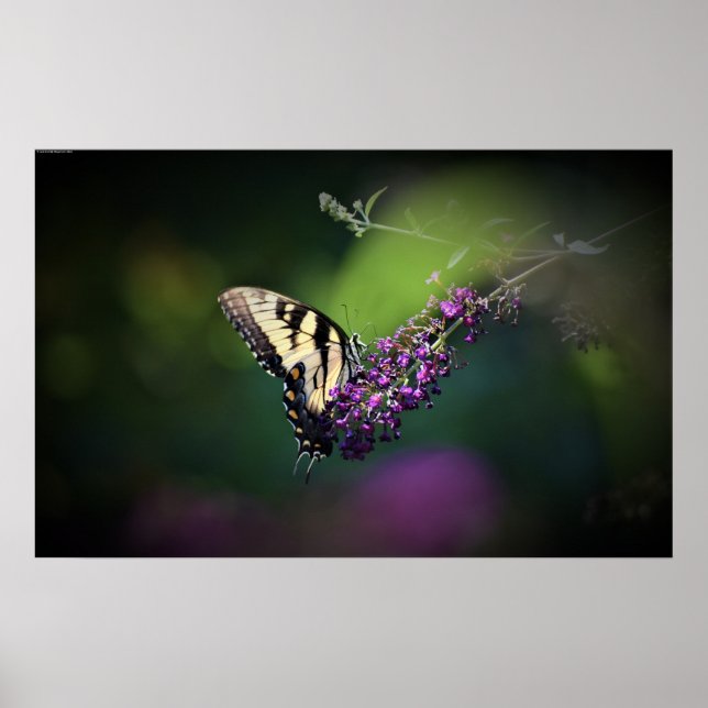 Fjäril, Poster (Framsidan)