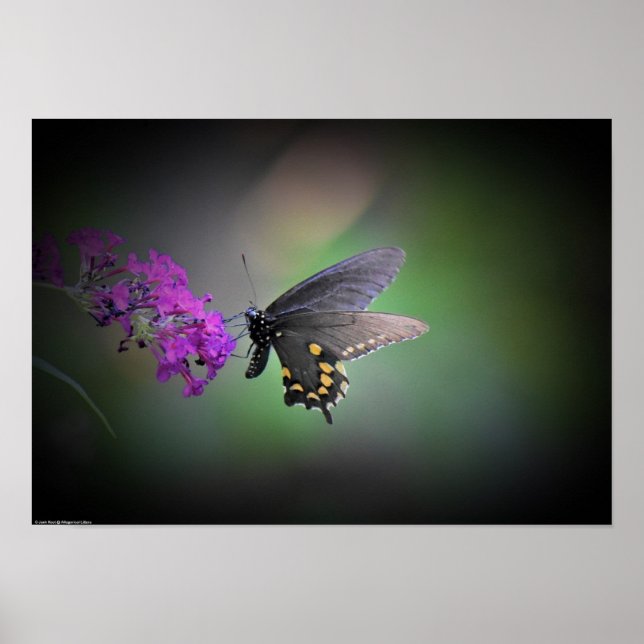 Fjäril, Poster (Framsidan)