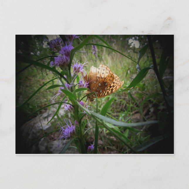 fjäril vykort (Framsida)