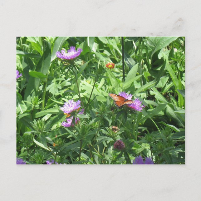 fjäril vykort (Framsida)