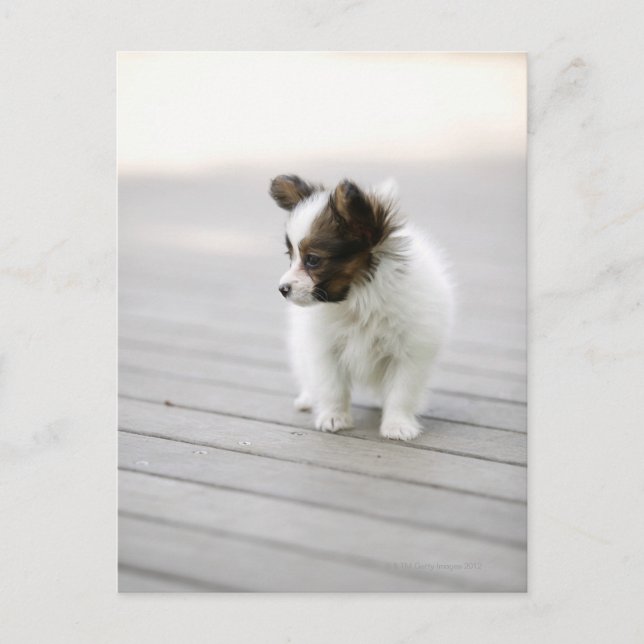 Fjäril Vykort (Framsida)