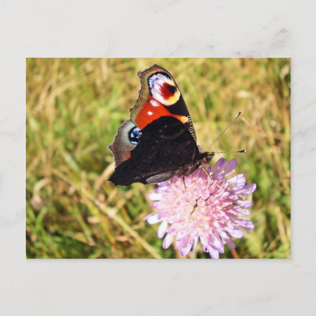Fjäril Vykort (Framsida)