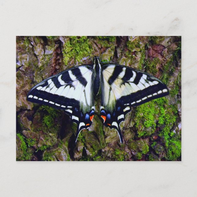 Fjäril Vykort (Framsida)