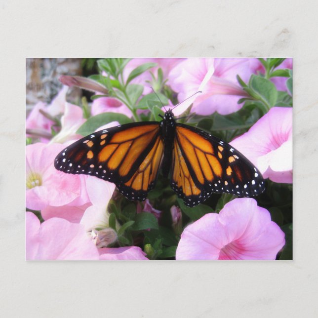 fjäril vykort (Framsida)