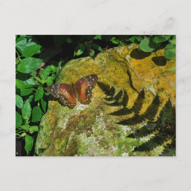 Fjäril Vykort (Framsida)