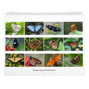 Fjärilar 2019 kalender
