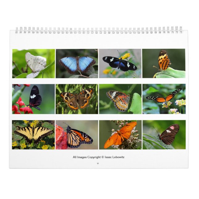 Fjärilar 2019 kalender (Baksida)