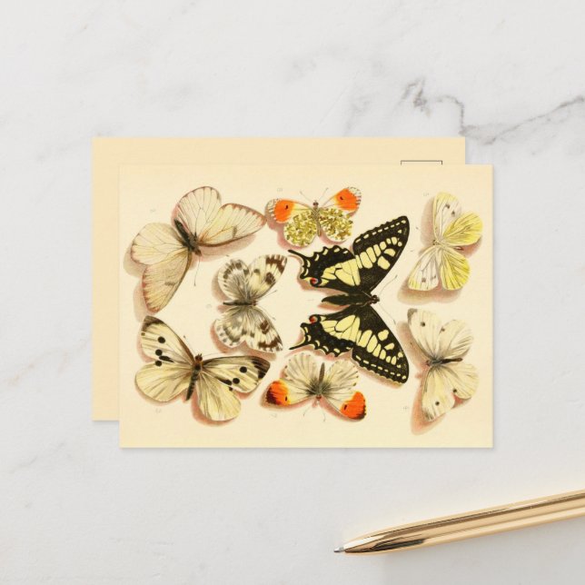 Fjärilar 3 Vintage Ritning Postkort Vykort (Fram/Back In Situ)