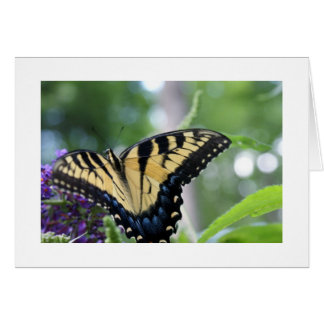 Fjärilar Hälsningskort