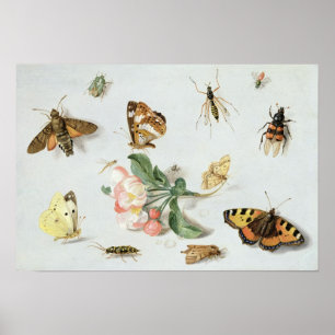 Fjärilar, malar och andra insekter poster