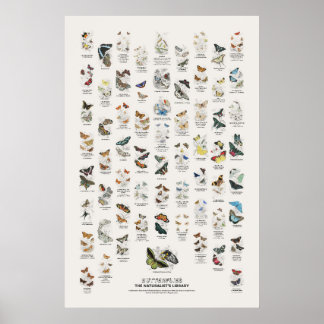 Fjärilar - Naturalist's Library Poster