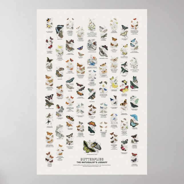 Fjärilar - Naturalist's Library Poster (Framsidan)