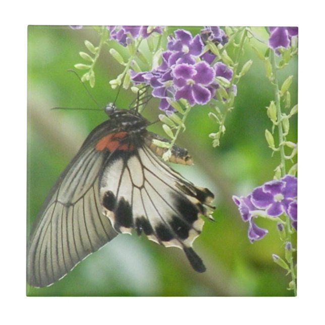 Fjärilar och blommor belägger med tegel kakelplatta (Framsidan)