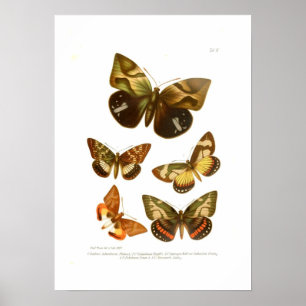Fjärilar Poster