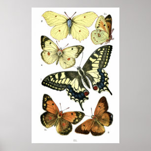 Fjärilar Poster