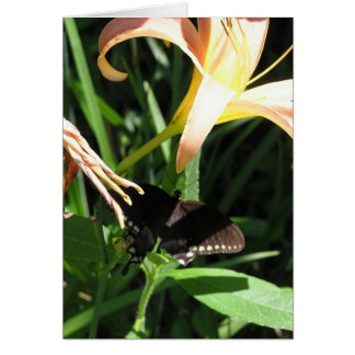 Fjärilen på vilar OBS kort