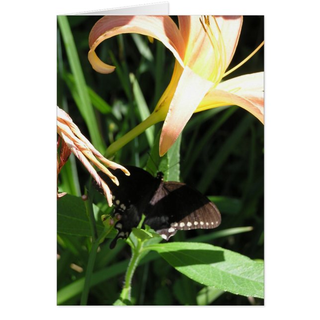 Fjärilen på vilar OBS kort (Framsidan)