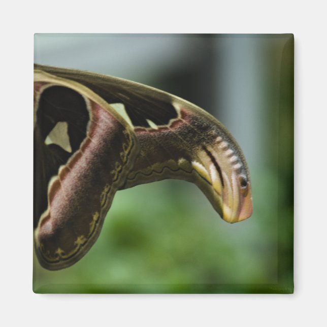 fjärilP6335 Magnet (Framsidan)