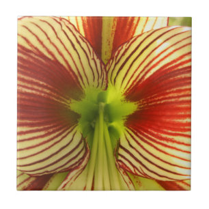 FjärilsAmaryllis Kakelplatta