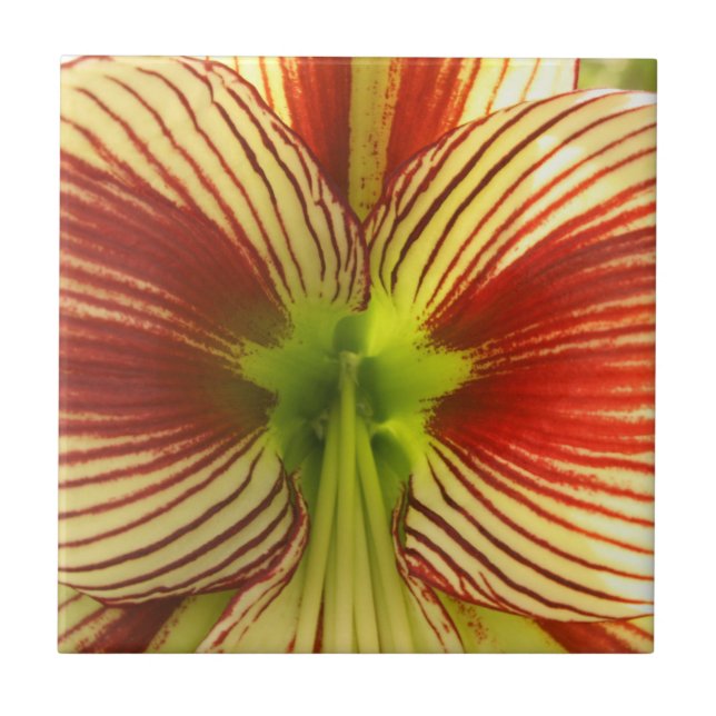 FjärilsAmaryllis Kakelplatta (Framsidan)
