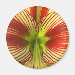 FjärilsAmaryllis Magnet
