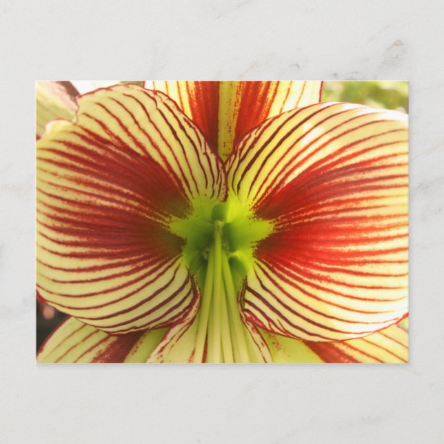 FjärilsAmaryllis Vykort (Framsida)