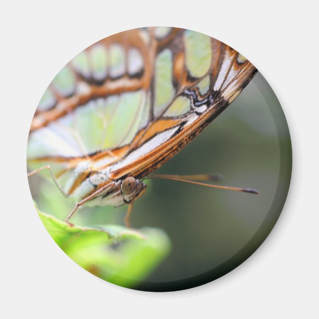 Fjärilsansikte Naturfotografering Magnet (Framsidan)