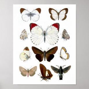 Fjärilsbild 7. Naturhistoriatryck Poster