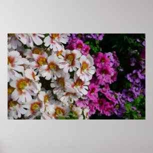 Fjärilsblommor Vita Rosa och Lila Poster