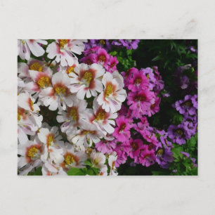 Fjärilsblommor Vita Rosa och Lila Vykort