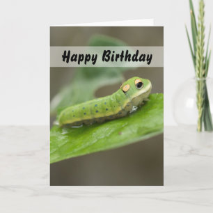 FjärilsCaterpillar Larva Kort