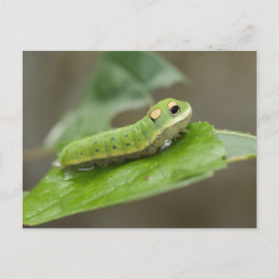 FjärilsCaterpillar Larva Vykort