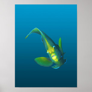 Fjärilsfisk - Elegans på blå gradientbakgrund Poster
