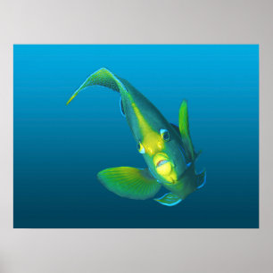 Fjärilsfisk - Elegans på blå gradientbakgrund   Poster