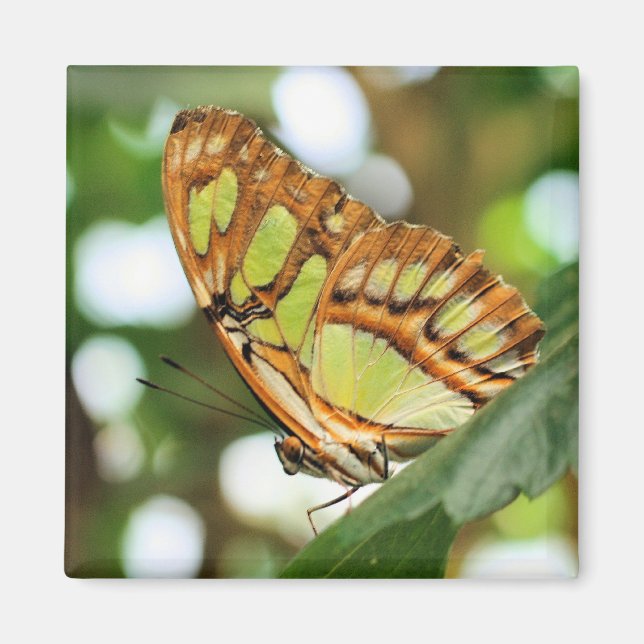 Fjärilskådning Naturfotografi  Magnet (Framsidan)