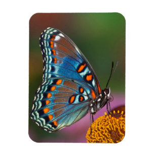 Fjärilsprofil på en blomma magnet