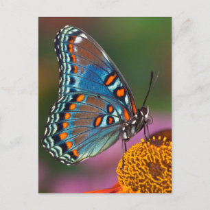 Fjärilsprofil på en blomma vykort