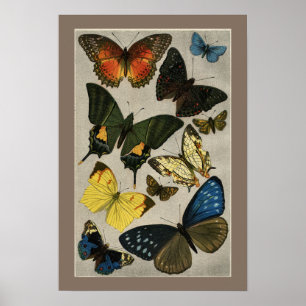 Fjärilsvintageillustration 1904 poster