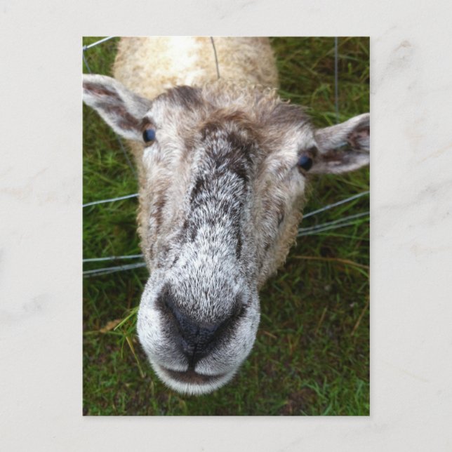 Fjun på vykortet för får vykort (Framsida)