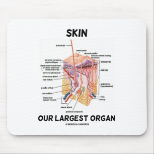 Flå vårt största organ (Dermal lagrar) Musmatta