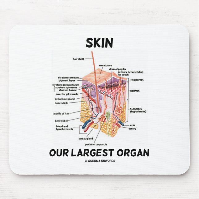 Flå vårt största organ (Dermal lagrar) Musmatta (Framsidan)
