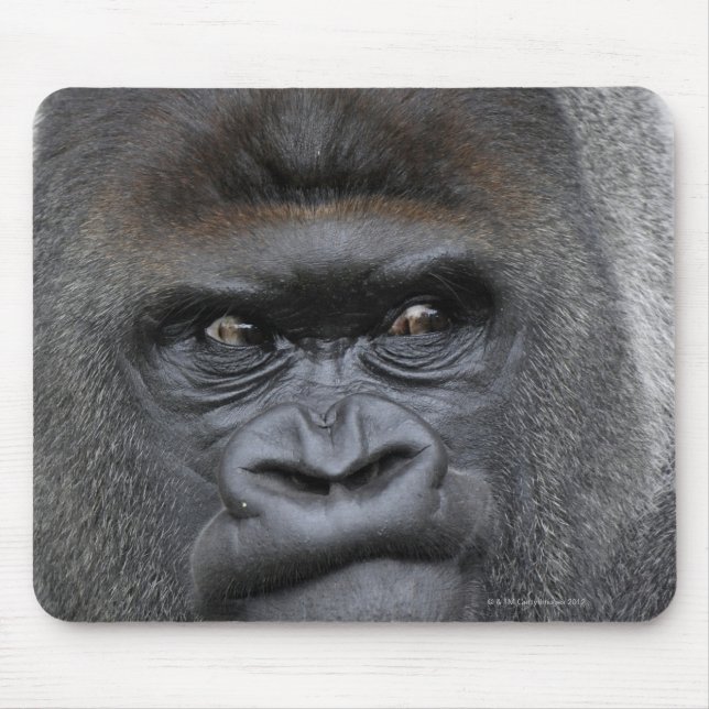 Flachland gorilla musmatta (Framsidan)