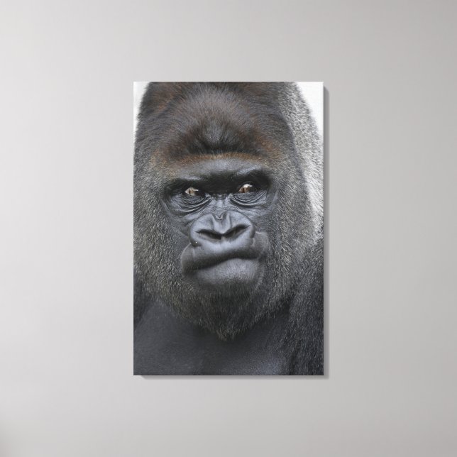 Flachlandgorilla, Gorilla Canvastryck (Framsida)