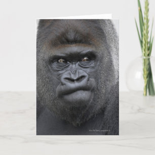 Flachlandgorilla, Gorilla gorilla, Kort