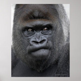 Flachlandgorilla, Gorilla gorilla, Poster