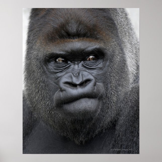 Flachlandgorilla, Gorilla gorilla, Poster (Framsidan)