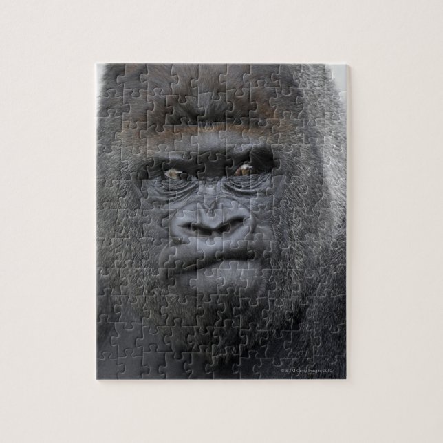 Flachlandgorilla, Gorilla gorilla, Pussel (Vertikal)