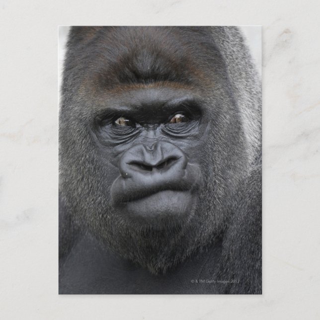 Flachlandgorilla, Gorilla gorilla, Vykort (Framsida)