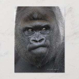 Flachlandgorilla, Gorilla gorilla, Vykort