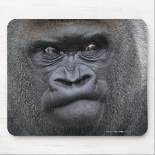 Flachlandgorilla, Gorilla Musmatta